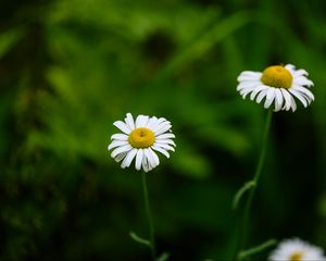 Preview wallpaper daisies, flowers, blur, macro