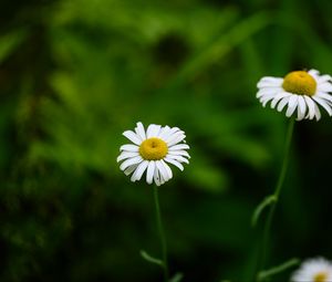 Preview wallpaper daisies, flowers, blur, macro