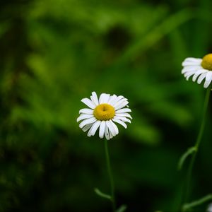 Preview wallpaper daisies, flowers, blur, macro