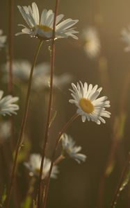 Preview wallpaper daisies, flowers, blur, petals