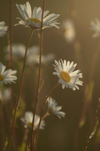 Preview wallpaper daisies, flowers, blur, petals