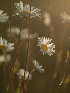 Preview wallpaper daisies, flowers, blur, petals