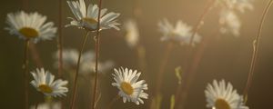 Preview wallpaper daisies, flowers, blur, petals