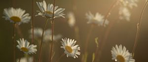 Preview wallpaper daisies, flowers, blur, petals