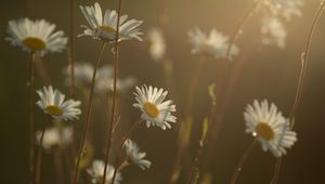 Preview wallpaper daisies, flowers, blur, petals