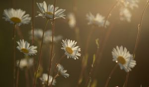 Preview wallpaper daisies, flowers, blur, petals