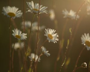 Preview wallpaper daisies, flowers, blur, petals