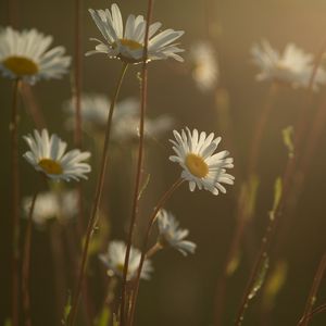 Preview wallpaper daisies, flowers, blur, petals