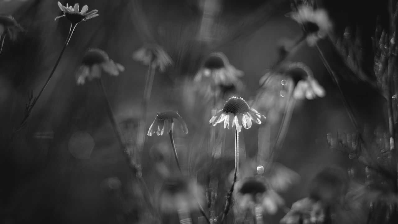 Wallpaper daisies, flowers, blur, black and white