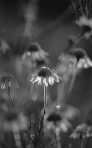 Preview wallpaper daisies, flowers, blur, black and white