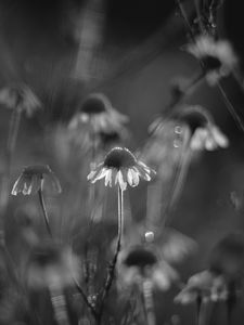 Preview wallpaper daisies, flowers, blur, black and white