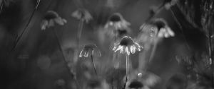 Preview wallpaper daisies, flowers, blur, black and white