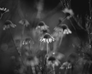 Preview wallpaper daisies, flowers, blur, black and white