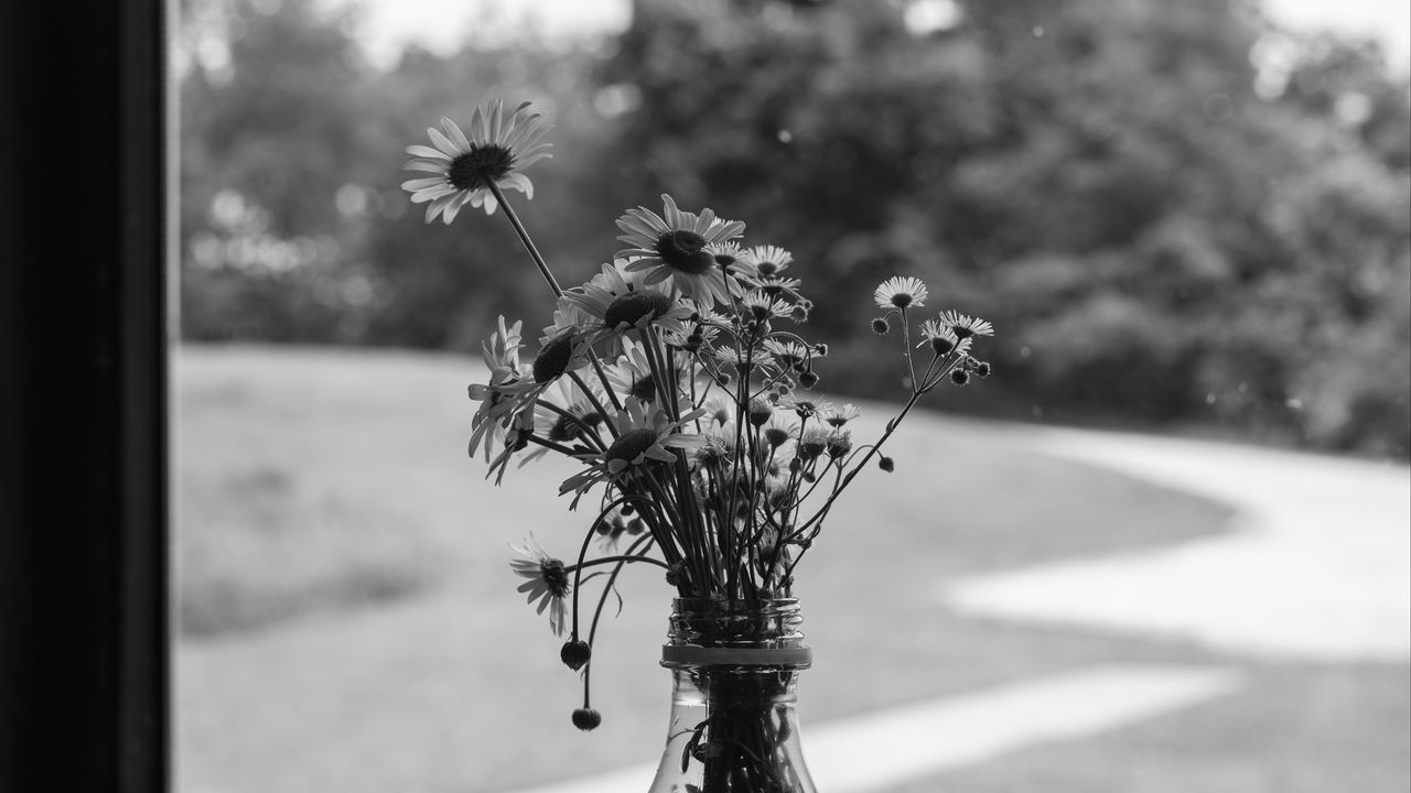 Wallpaper daisies, flowers, bouquet, window, bw