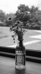 Preview wallpaper daisies, flowers, bouquet, window, bw