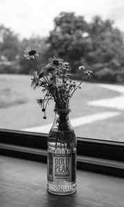 Preview wallpaper daisies, flowers, bouquet, window, bw