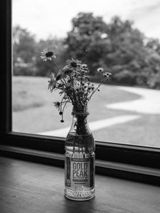 Preview wallpaper daisies, flowers, bouquet, window, bw