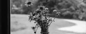 Preview wallpaper daisies, flowers, bouquet, window, bw