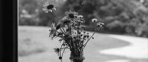 Preview wallpaper daisies, flowers, bouquet, window, bw