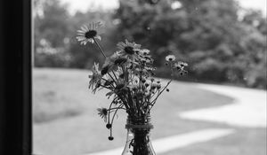 Preview wallpaper daisies, flowers, bouquet, window, bw