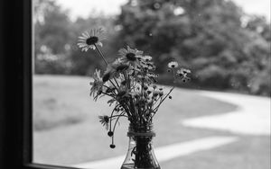 Preview wallpaper daisies, flowers, bouquet, window, bw