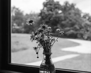 Preview wallpaper daisies, flowers, bouquet, window, bw