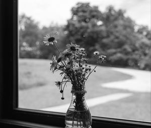 Preview wallpaper daisies, flowers, bouquet, window, bw