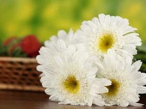 Preview wallpaper daisies, flowers, bouquet, table, basket