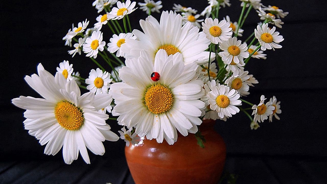 Wallpaper daisies, flowers, bouquet, vase, ladybug, summer