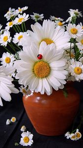 Preview wallpaper daisies, flowers, bouquet, vase, ladybug, summer