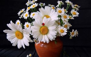 Preview wallpaper daisies, flowers, bouquet, vase, ladybug, summer