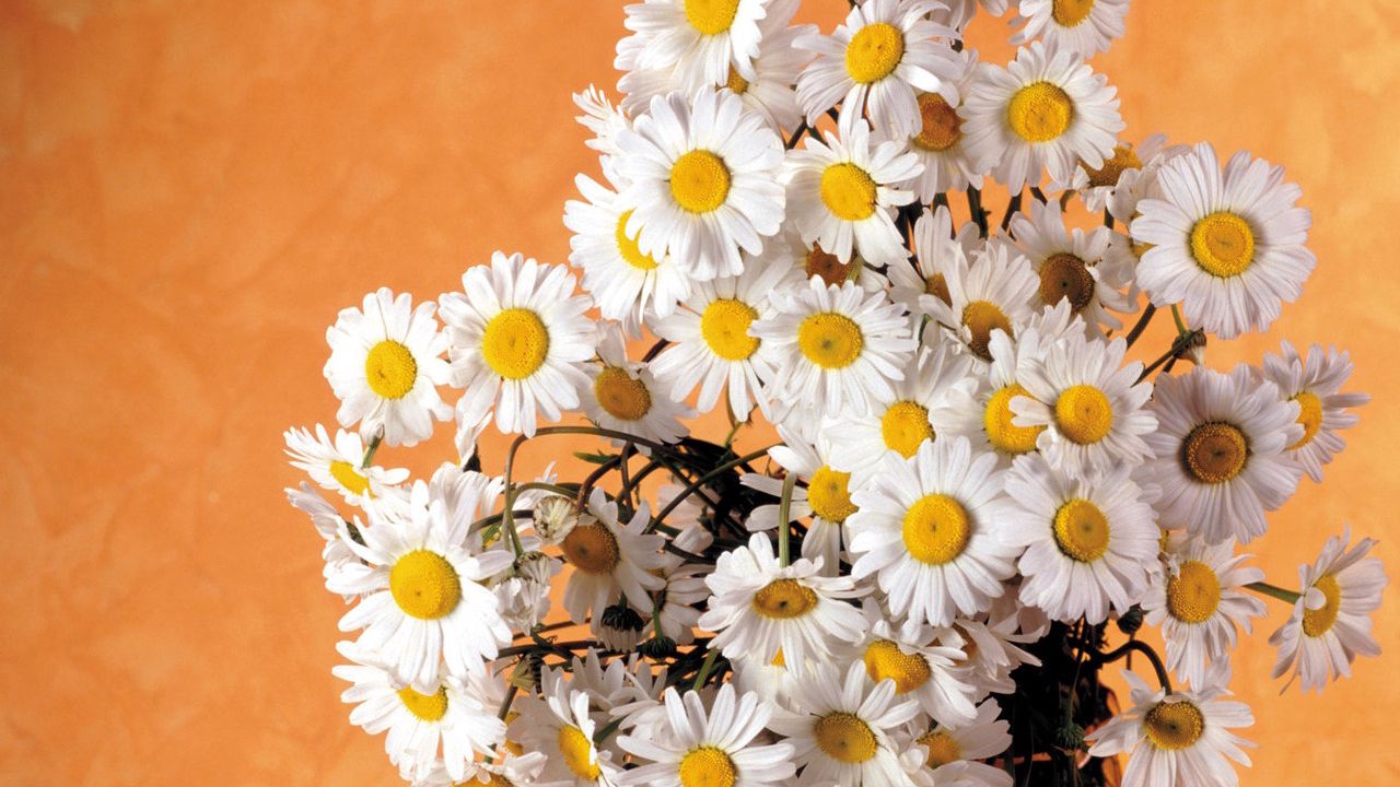 Wallpaper daisies, flowers, bouquet, white, summer
