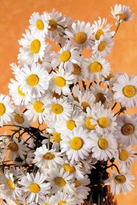 Preview wallpaper daisies, flowers, bouquet, white, summer