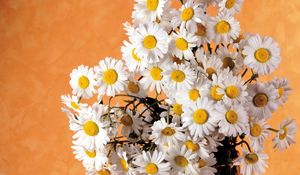 Preview wallpaper daisies, flowers, bouquet, white, summer