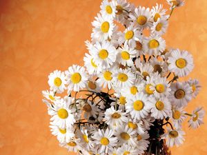 Preview wallpaper daisies, flowers, bouquet, white, summer