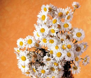 Preview wallpaper daisies, flowers, bouquet, white, summer