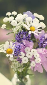 Preview wallpaper daisies, flowers, bouquet, field, sharpness