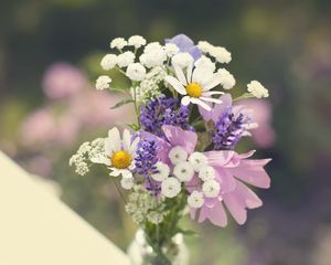 Preview wallpaper daisies, flowers, bouquet, field, sharpness