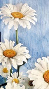 Preview wallpaper daisies, flowers, bouquet, white