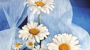Preview wallpaper daisies, flowers, bouquet, white