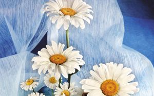 Preview wallpaper daisies, flowers, bouquet, white