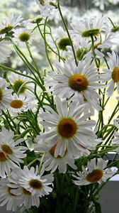 Preview wallpaper daisies, flowers, bouquet, box, summer