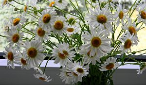 Preview wallpaper daisies, flowers, bouquet, box, summer