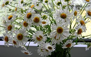 Preview wallpaper daisies, flowers, bouquet, box, summer