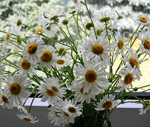 Preview wallpaper daisies, flowers, bouquet, box, summer