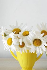 Preview wallpaper daisies, flowers, bouquet, cups, colorful