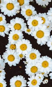 Preview wallpaper daisies, flowers, buds, glade