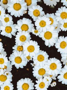 Preview wallpaper daisies, flowers, buds, glade