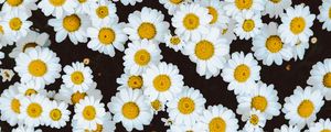 Preview wallpaper daisies, flowers, buds, glade