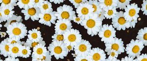 Preview wallpaper daisies, flowers, buds, glade